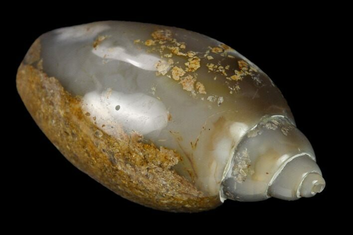 Polished, Chalcedony Replaced Gastropod Fossil - India #133521